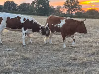 Vaca, Raza de vaca — foto 1