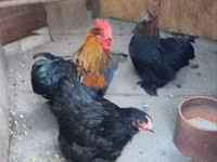 Chickens — Foto 1