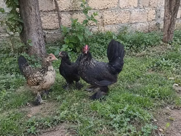 Bantam Jepang