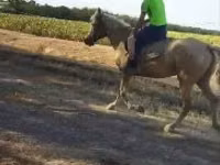 Jument, Chevaux — photo 5