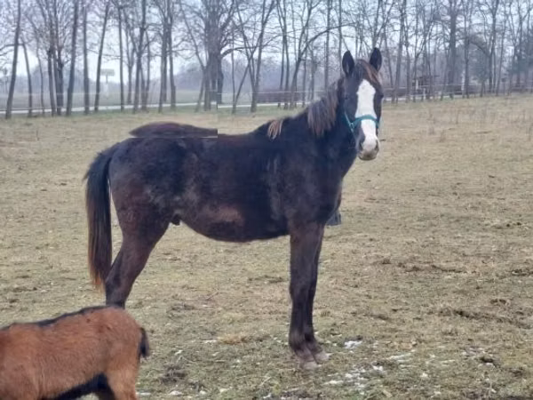 حصان, Hungarian horse breed