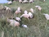 Brebis, Balbas sheep — photo 6