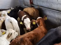 Cattle (batch, sex not specified), Hereford — photo 2