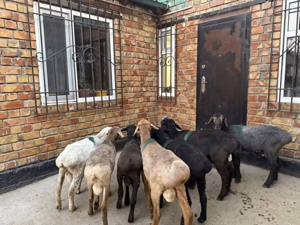 भेड़, Rhon sheep
