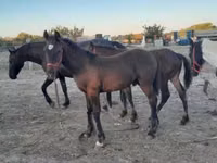 حصان, Friesian — الصورة 1