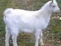 Cabro, Saanen goat — foto 1