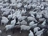 نعجة, Hampshire sheep — الصورة 2
