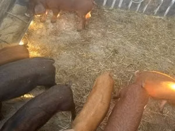 雄豚, 