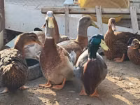 ساكسوني — الصورة 4