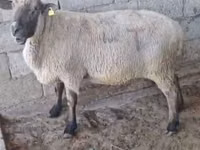 Carnero, Hampshire sheep — foto 2