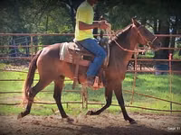 Yegua, Standardbred — foto 3