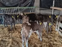 Banteng, Limousin cow — foto 4