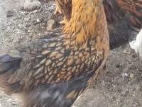 وياندوت — الصورة 3