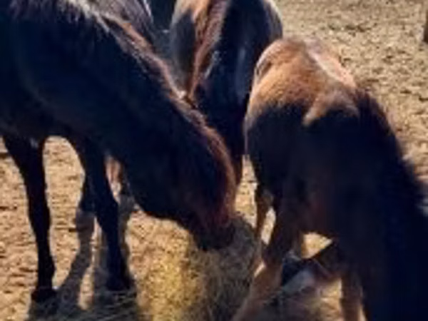 Jument, Chevaux