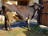 गाय, अलाताऊ नस्ल — फ़ोटो 1