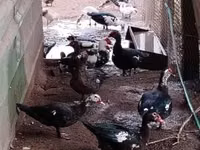 Canard musqué domestique — photo 1