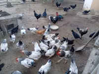 Chickens — foto 2