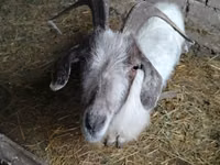 Kambing betina, Goats — foto 4