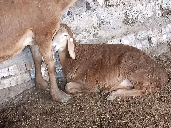 Oveja, Ovejas