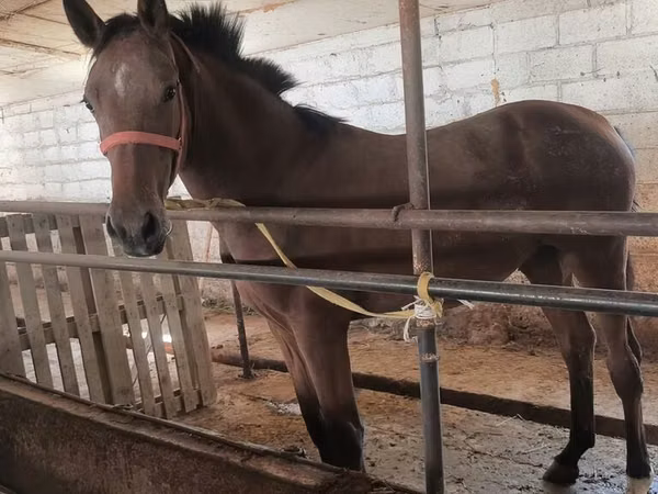 فرس, Thoroughbred horse