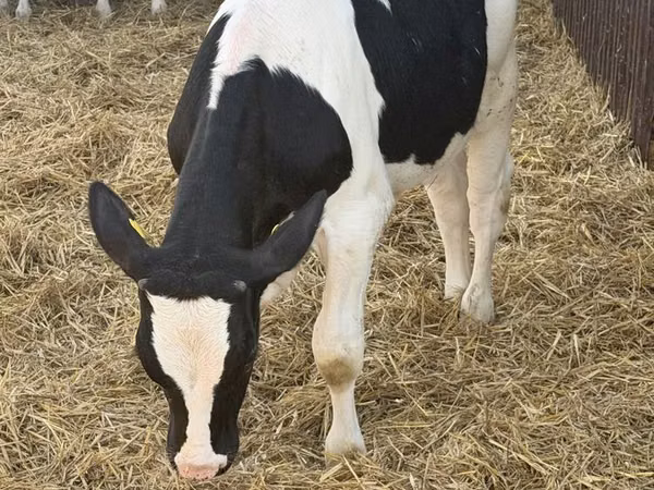雄牛, Russian Black pied cattle