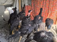 Chickens — 写真 6