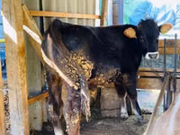 Bull, Aberdeen-Angus — photo 1