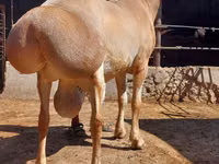 كبش, الأغنام — الصورة 2