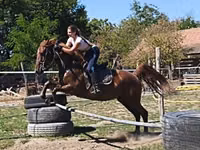 Caballo, Gidran — foto 1