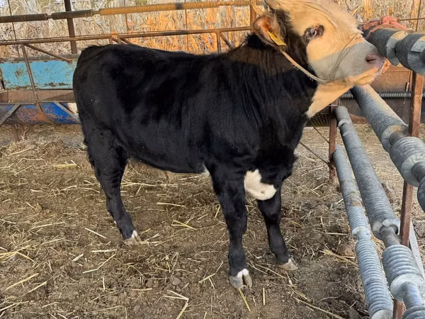 公牛, Simmental cattle