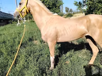 馬（ロット、性別未指定）, Hanoverian — 写真 8