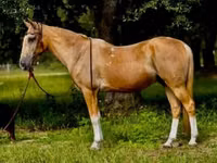 Cheval, Quarter Horse — photo 2