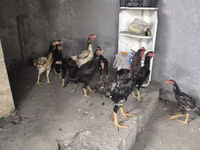 Chickens — 写真 4