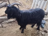 Chèvre, Dagestan coarsewool goat — photo 1