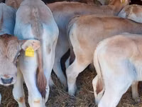 Banteng, Simmental cattle — foto 1