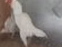 دجاج شمو — الصورة 8