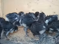 موسكو بلاك — الصورة 2