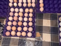Australorp — Foto 4