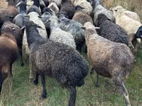 Schaf, Bessarabian sheep — Foto 3