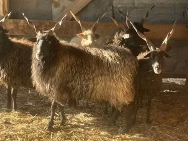 Schaf, Racka sheep