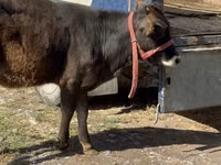 Sapi, Alatau breed — foto 3