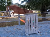 حصان, Welsh Cob — الصورة 5