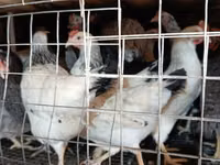 Chickens — Foto 5