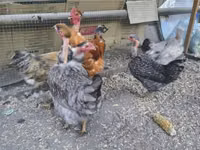Chickens — 写真 2