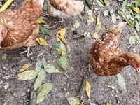 Poule danoise — photo 1