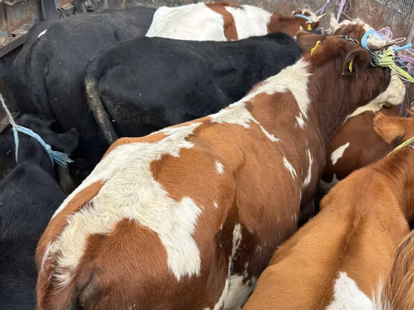 Bulle, Simmental cattle