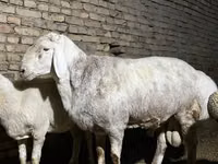 Bélier, Afghan Arabi sheep — photo 3