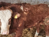 Rinder (Partie, Geschlecht nicht angegeben), Simmental cattle — Foto 3
