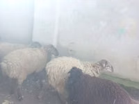 雌羊, 羊 — 写真 7