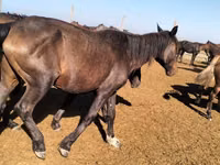 فرس, Kazakh horse — الصورة 1